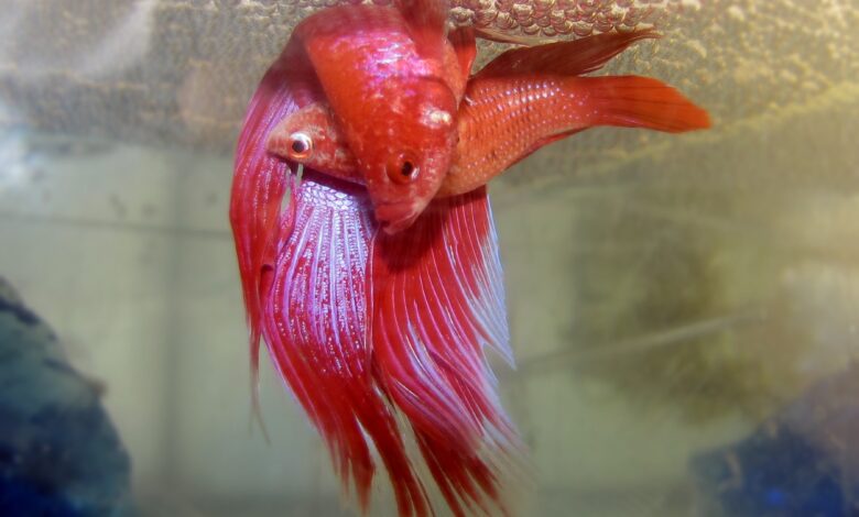 betta fish breeding
