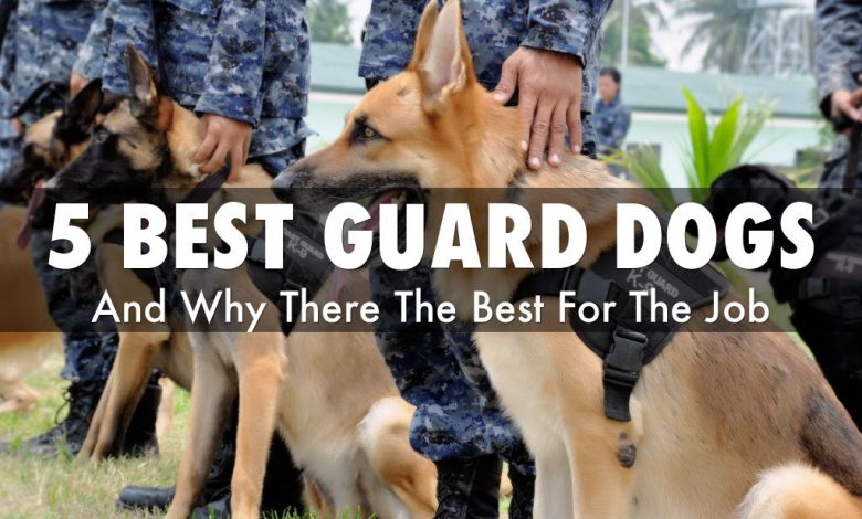 5 Best shelter and family guards dogs