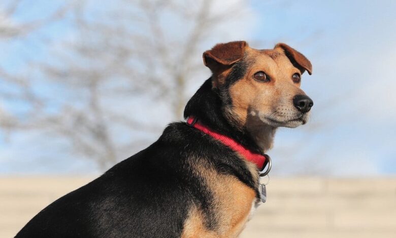Glucosamine For Dogs