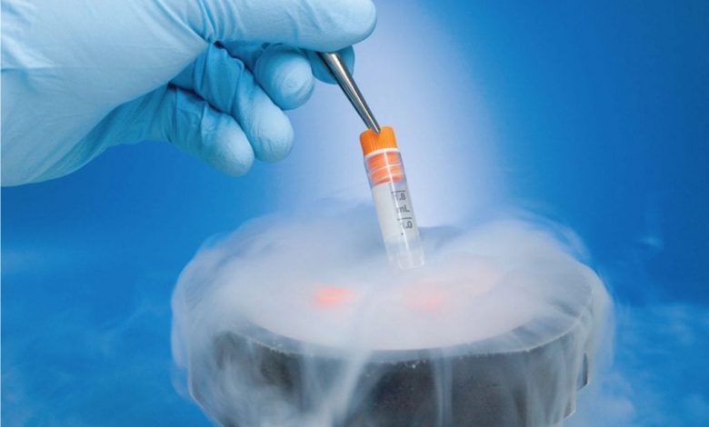 frozen embryo transfer