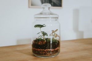 Terrarium Singapore
