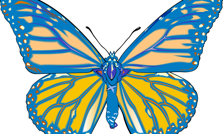 butterfly drawing for kids