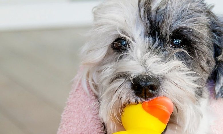 Homes with Pets