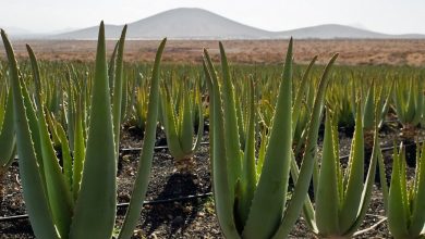 Photo of Aloe Vera Farming Business Plan – You can Make Huge Profit