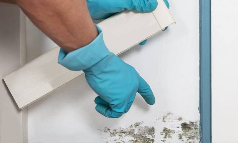 mold testing Springfield