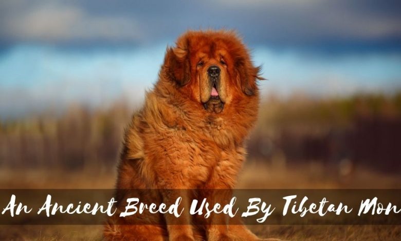 An Ancient Breed Used By Tibetan Monks