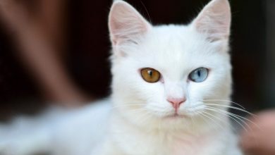 Photo of Everything That You Should Know About White Kittens?