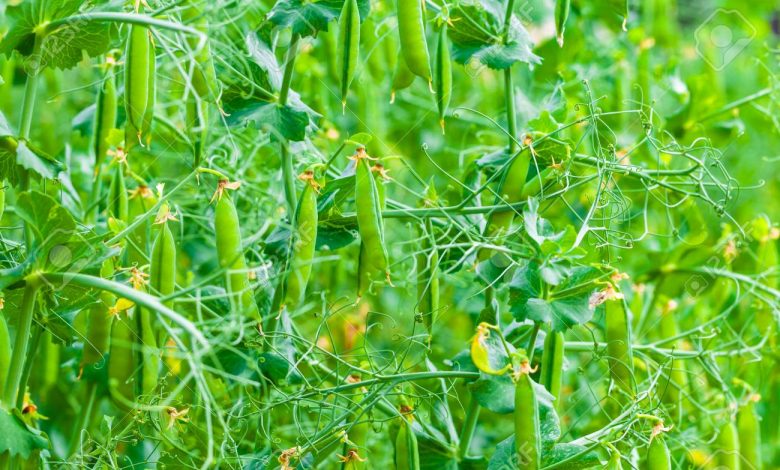 Types of Peas and How to Cultivate the Peas in India