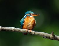 Best bird poem
