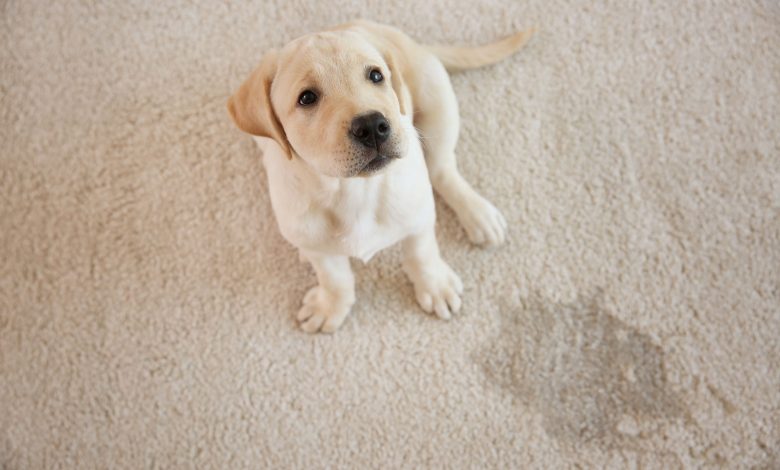 5 TIPS TO PROTECT YOUR CARPET FROM PET STAINS