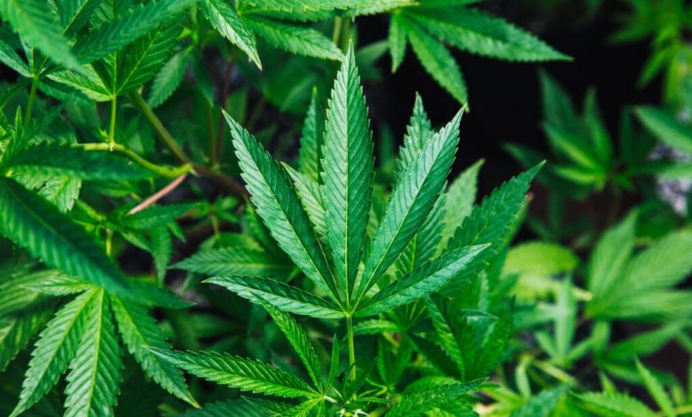 How To Get Medical Marijuana In Louisiana