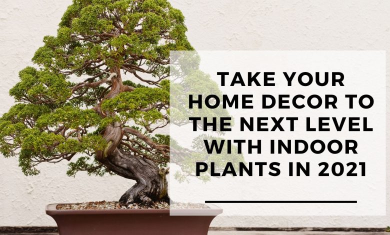 Take your home decor to the next level with indoor plants in 2021