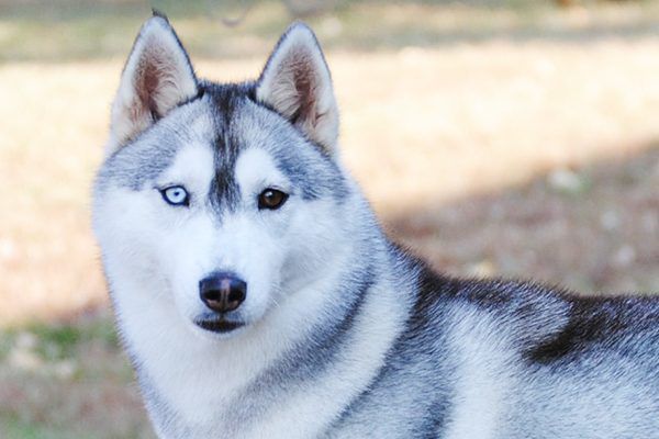 why are huskies so dramatic