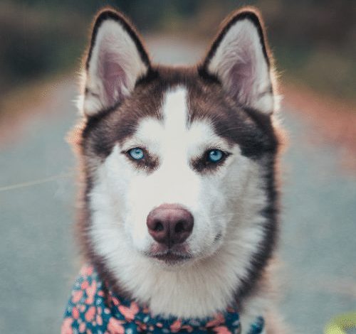 why are huskies so dramatic