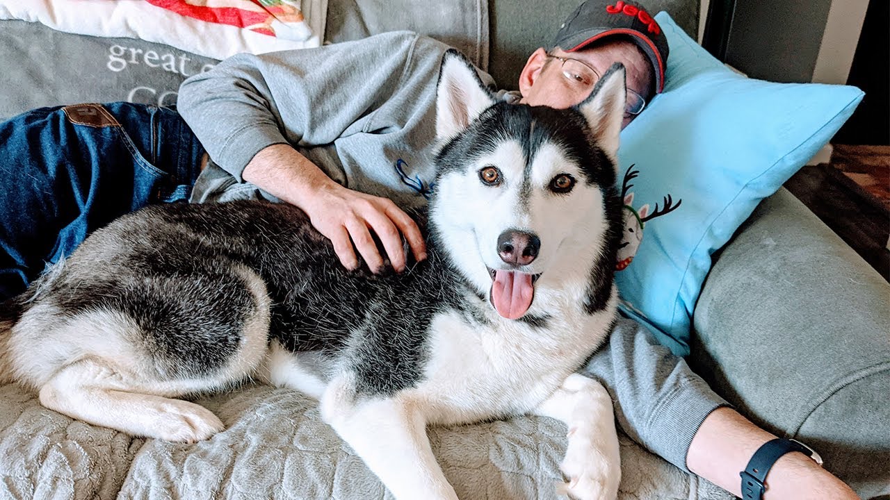 why are huskies so dramatic