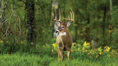 Photo of Best Deer Hunting Hacks of 2022