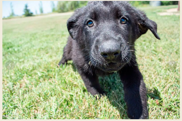 black shepherd puppy