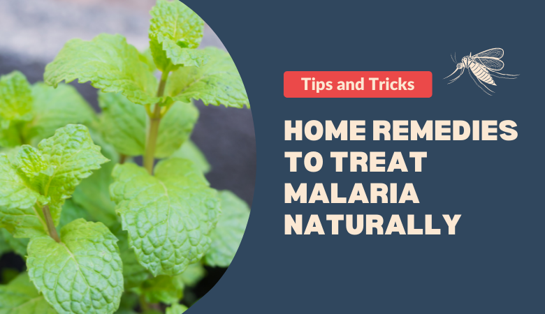 Home Remedies to Treat Malaria Naturally