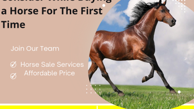 Photo of Top 5 Things To Consider While Buying a Horses For sale First Time!