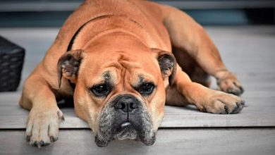 Photo of 5 Most Common Dog Behavior Problems