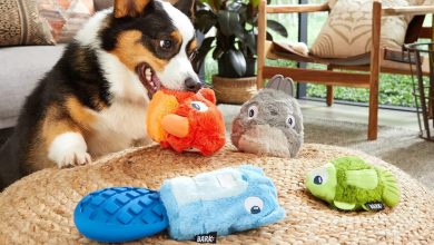 Photo of A Few Tips on Squeaky Dog Toys