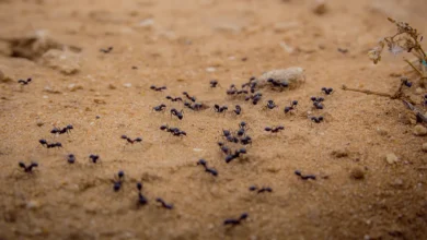 Photo of Ants: The Most Notorious Repeat Offenders